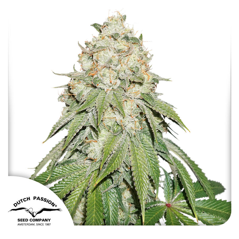 Semilla Banana Blaze — Dutch Passion (Feminizada)