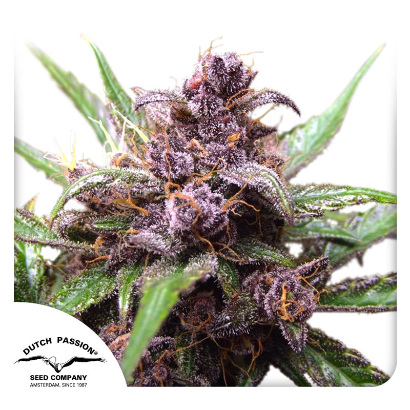Semilla Blackberry Kush — Dutch Passion (Autofloreciente)