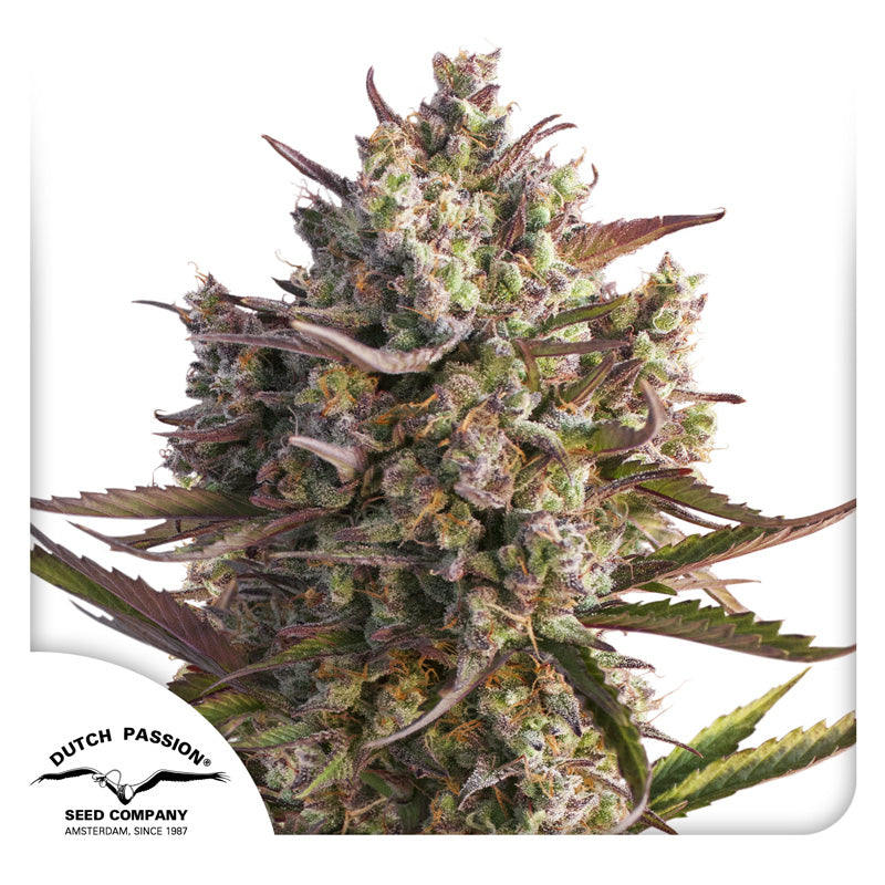 Blueberry — Dutch Passion (Autofloreciente x3 seeds)
