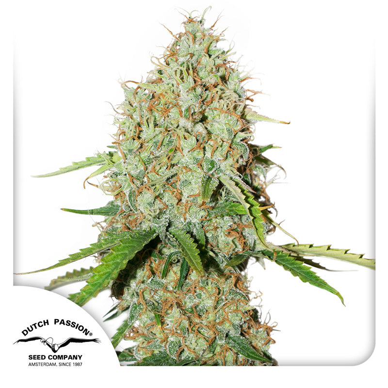 Brooklyn Sunrise — Dutch Passion (Autofloreciente x3 seeds)