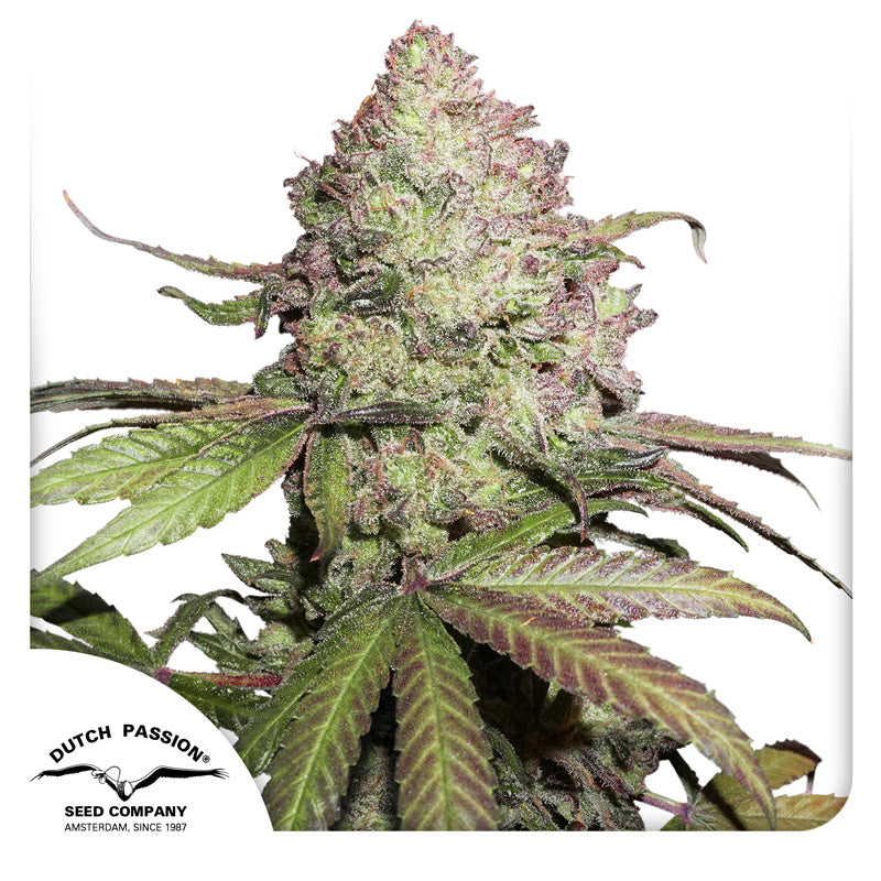 Semilla Cbd Auto Charlottes Angel — Dutch Passion (Feminizada)