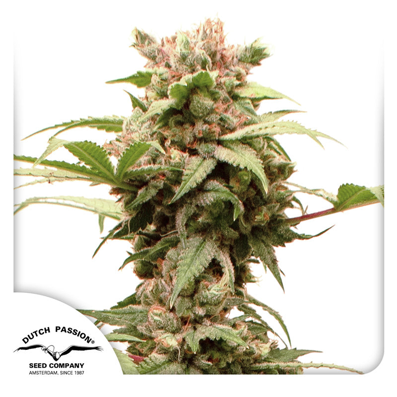 Semilla Cbg Force — Dutch Passion (Autofloreciente)