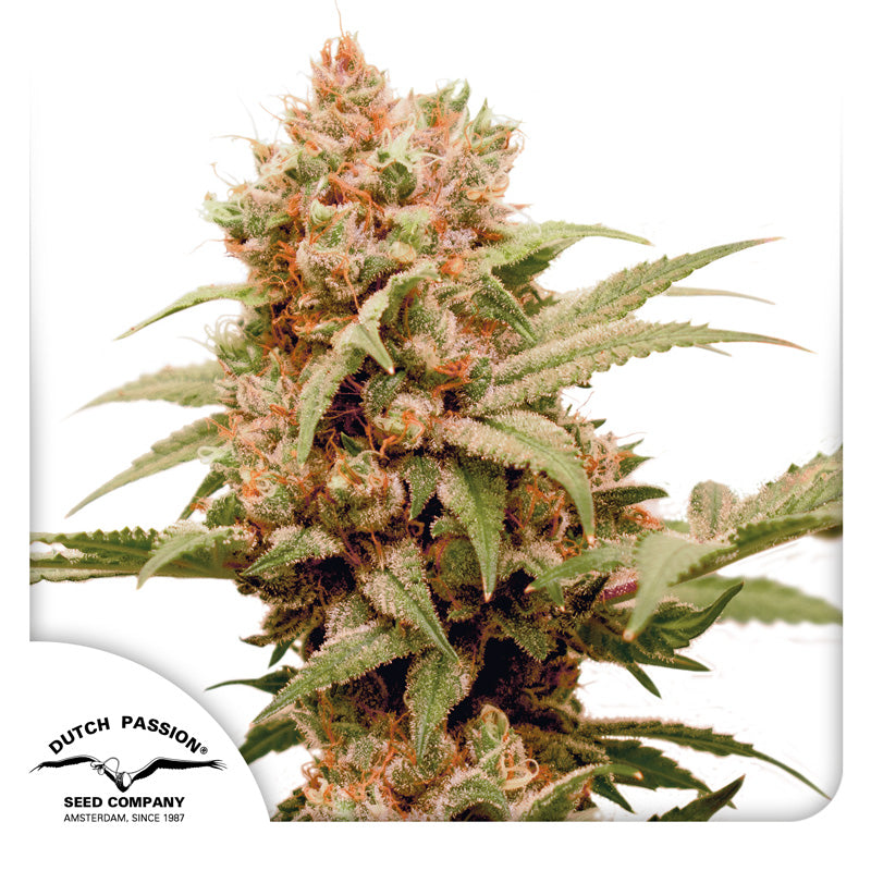 Semilla Cbg Force — Dutch Passion (Feminizada)