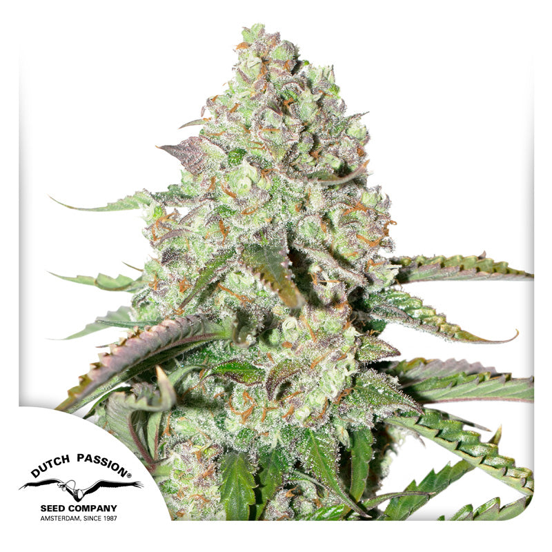 Colorado Cookies — Dutch Passion (Autofloreciente x3 seeds)