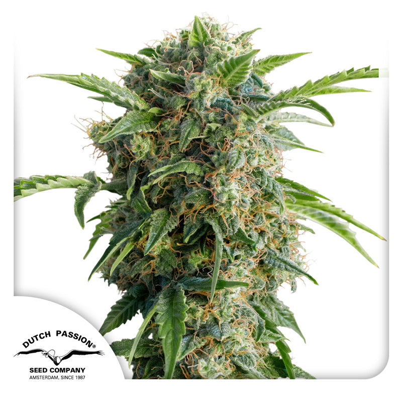 Daiquiri Lime — Dutch Passion (Autofloreciente x 3 seeds)