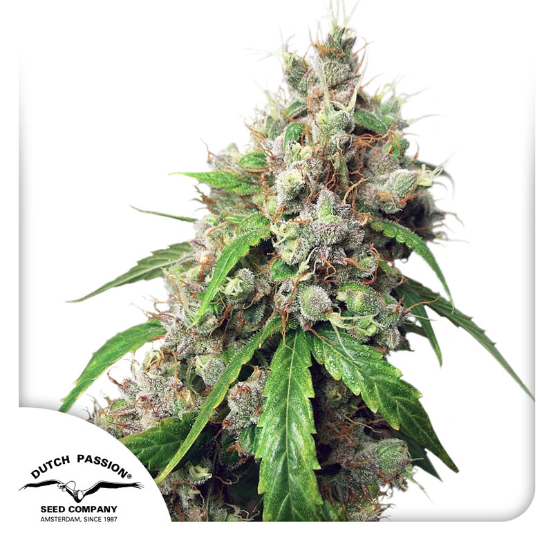 Semilla Euforia — Dutch Passion (Autofloreciente)
