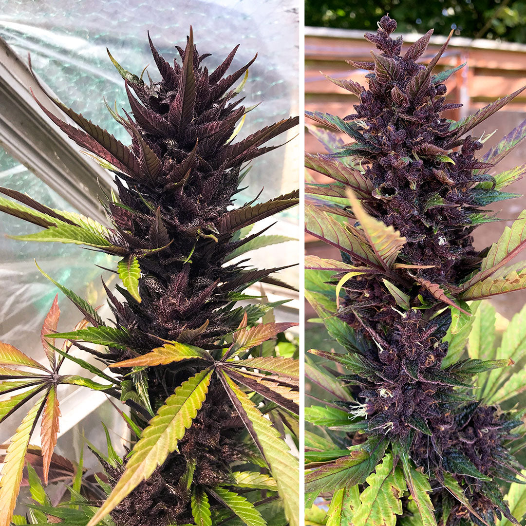 Semilla Forbidden Cherry — Dutch Passion (Autofloreciente)