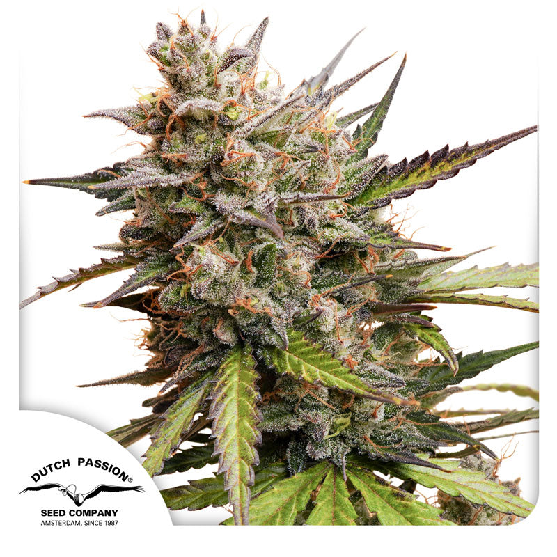 Melonade Runtz — Dutch Passion (Autofloreciente x 3 seeds)