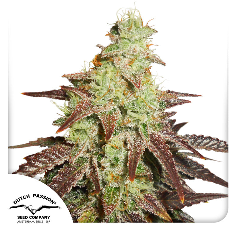 Night Queen — Dutch Passion (Autofloreciente x3 seeds)