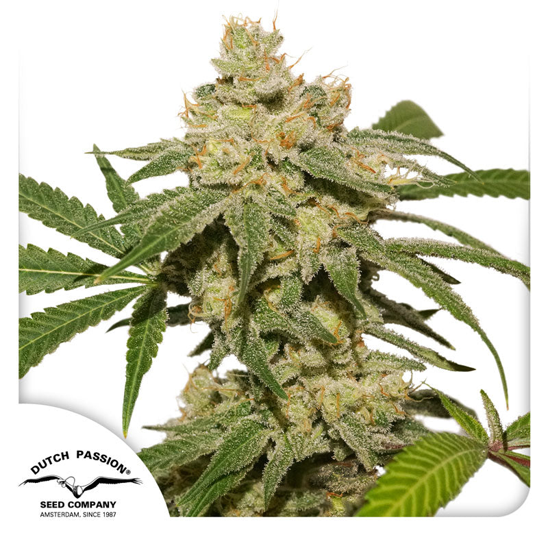 Oh My Gusher — Dutch Passion (Autofloreciente x 3 seeds)