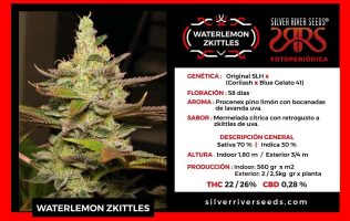 Waterlemon Zkitles Sema Foto Silver Rider Seeds