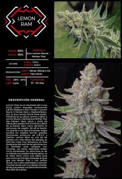 Lemon Ram SRS sema de colección fotoperiodica
