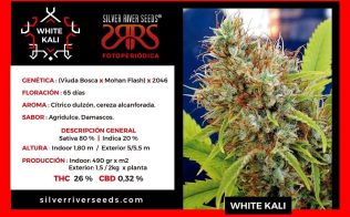 White Kali SRS Sema Foto