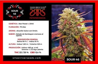 Sour 46 Silver Rider Seeds