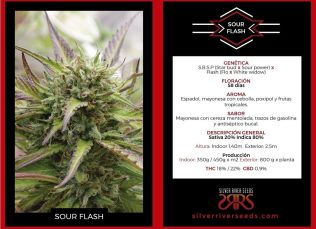 Sour Flash Silver Rider Seeds