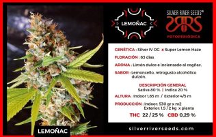 Lemoñac Sema foto Silver rider Seeds