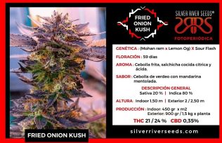 FriedOnion Kush SilverRiderSeeds