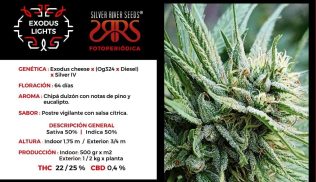 Exodhus Ligths Silver Rider Seeds