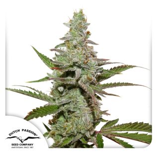 Amsterdam Amnesia Seeds x3 - Dutch Passion