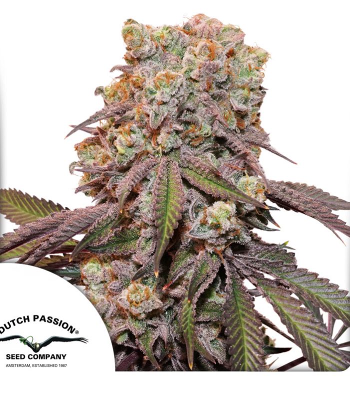 Auto-Candy-Bubatz-XL-Dutch-Passion-Seed-company