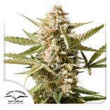 Auto-Cinderella-Jack-Dutch-Passion-Seed-company