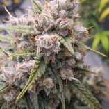 Auto-Cinderella-Jack-Dutch-Passion-Seed-company-v2B