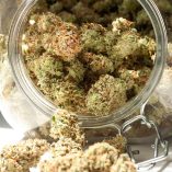 Auto-Cinderella-Jack-Dutch-Passion-Seed-company-v2C