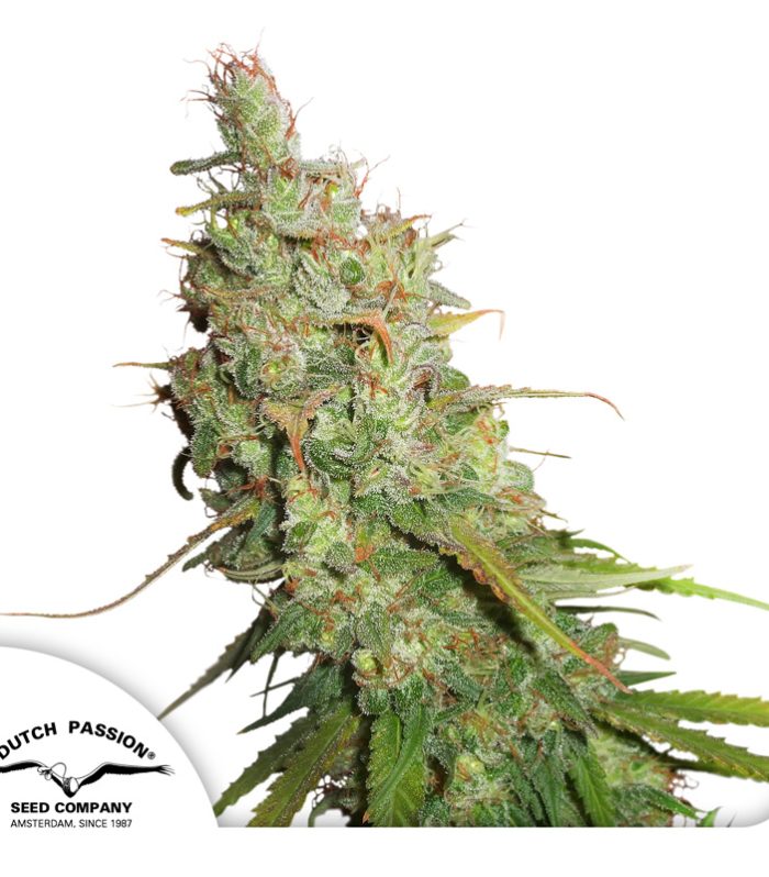 Auto-Desfran-Dutch-Passion-Seed-company