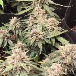 Auto-Desfran-Dutch-Passion-Seed-company-v2B