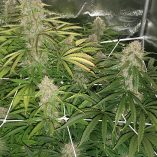 Auto-Desfran-Dutch-Passion-Seed-company-v2C