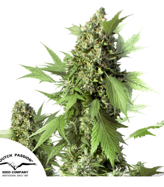 Auto-Duck-Dutch-Passion-Seed-company