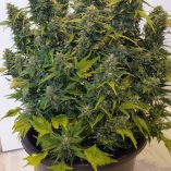 Auto-Duck-Dutch-Passion-Seed-company-v2B