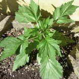 Auto-Duck-Dutch-Passion-Seed-company-v2C