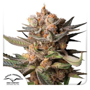 Auto Frozen Biscotti - Dutch Passion