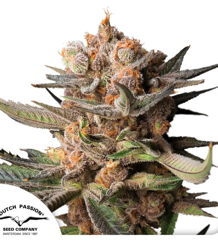 Auto-Frozen-Biscotti-Dutch-Passion-Seed-company