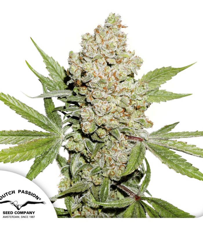 Auto-Lemon-Kix-Dutch-Passion-Seed-company