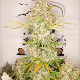 Auto-Lemon-Kix-Dutch-Passion-Seed-company-v2C