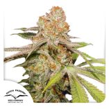 Auto-Mac-#1-Dutch-Passion-seed-company