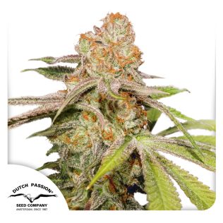 Auto MAC 1 Seeds x3 - Dutch Passion