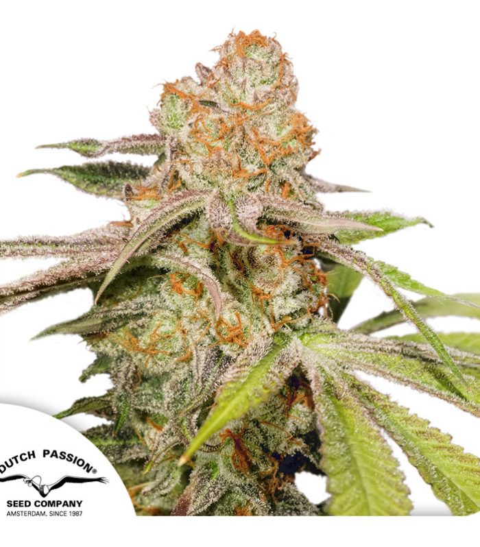 Auto-Mac-#1-Dutch-Passion-seed-company