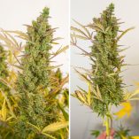 Auto-Mac-1-long-flower