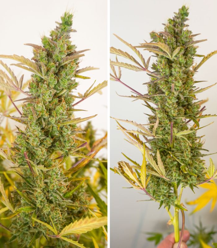 Auto-Mac-1-long-flower