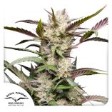 Auto-Mimosa-Punch-Dutch-Passion-Seed-company