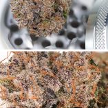 Auto-Mimosa-Punch-Dutch-Passion-Seed-company-v2B