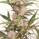 Auto-Mimosa-Punch-Dutch-Passion-Seed-company-v2C