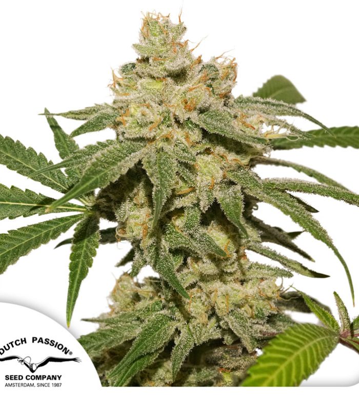 Auto-Oh-My-Gusher-Dutch-Passion-seed-company