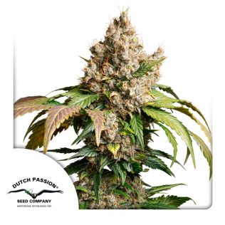 Auto Red Tropicana Cookies Seeds x 3 - Dutch Passion