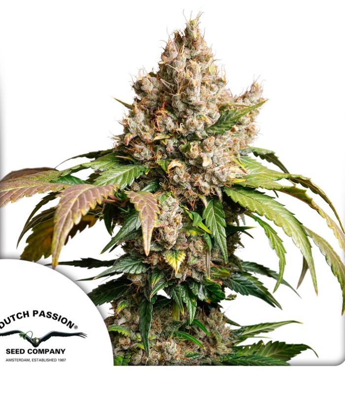 Auto-Red-Tropicana-Cookies-800x800