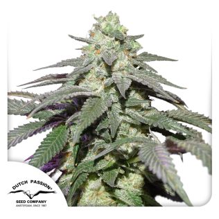 Auto Skywalker - Dutch Passion