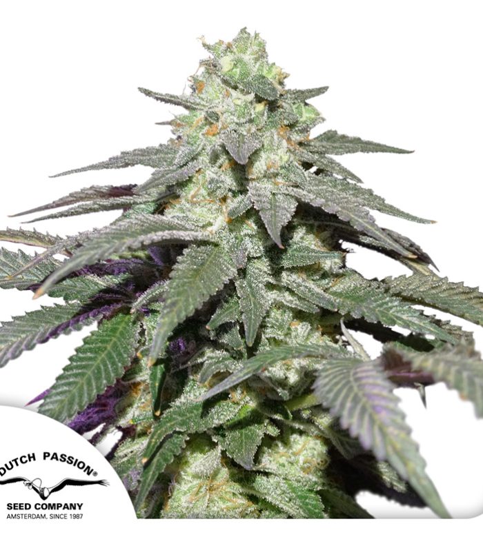 Auto-Skywalker-Haze-Dutch-Passion-Seed-company